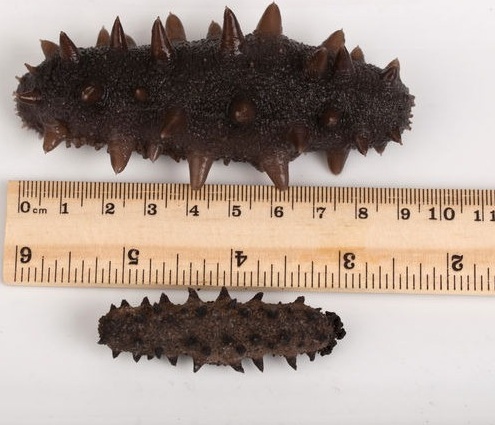 什么样的海参是比较好的海鲜,什么样的海参是好海参