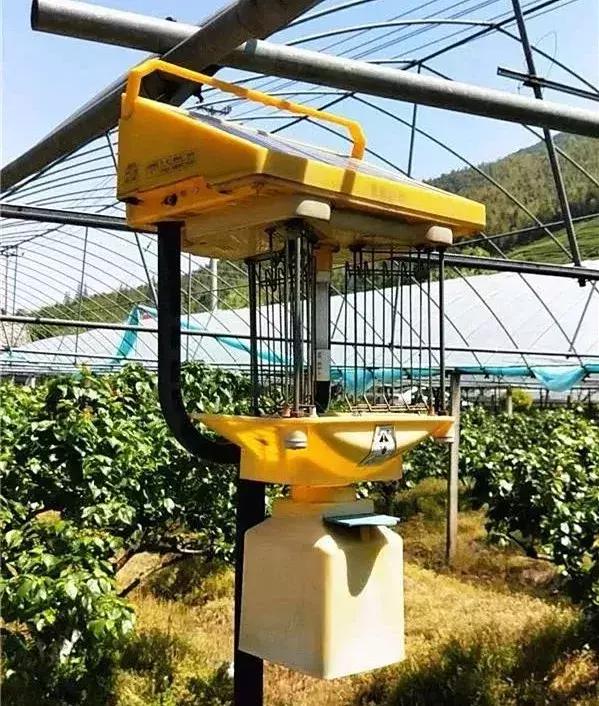 宁波横溪樱桃采摘,宁波周边樱桃采摘