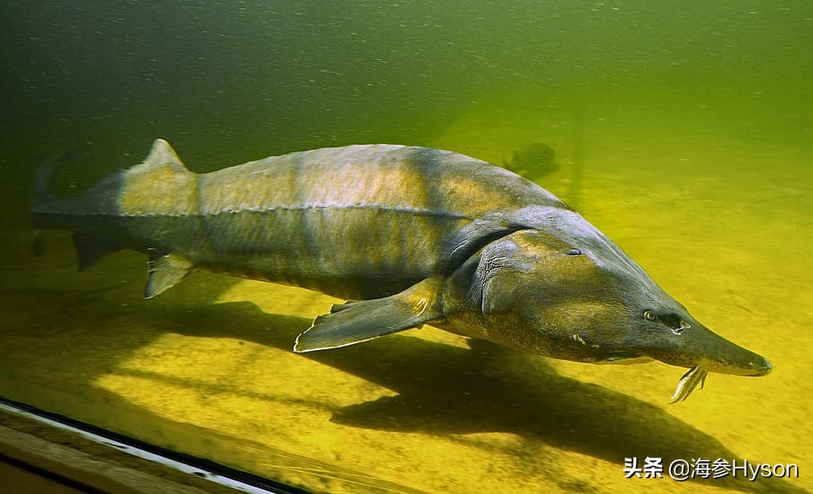 恐龙大灭绝的幸存者是什么恐龙,世界上的恐龙和鲨鱼有没有灭绝