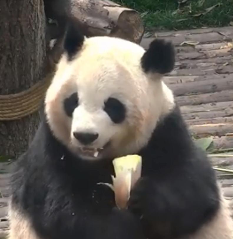 外国人为什么这么喜欢大熊猫呢,外国人究竟有多爱大熊猫