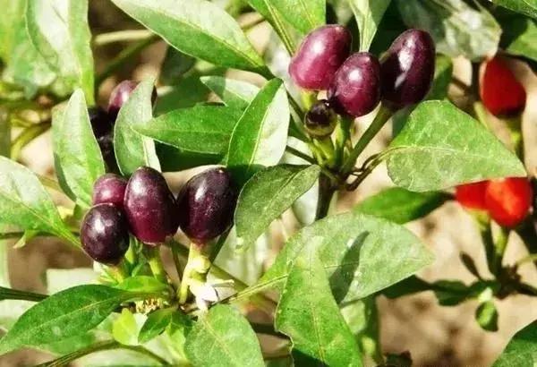 全世界辣椒排行榜前十,世界上十大辣椒排行榜