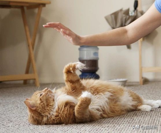 打猫过后怎么让猫不记仇,打猫之后怎么重新和猫和好