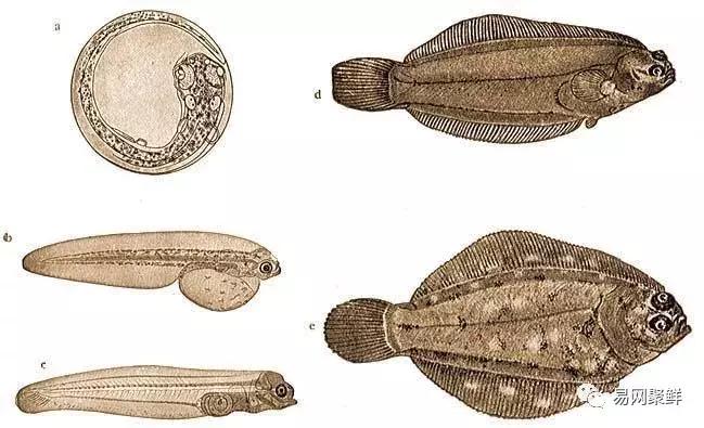 碟中鲽团购,鲽鱼推荐