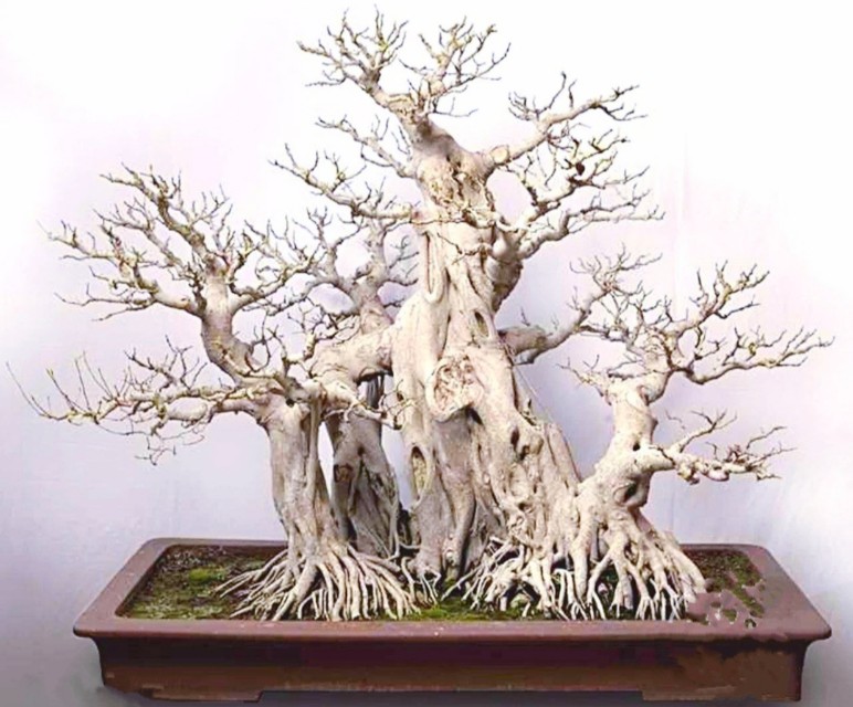 小根榕树盆景制作,榕树怎么盘根好看