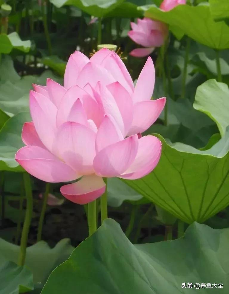 一至十二月的花期,12月到2月份的花期