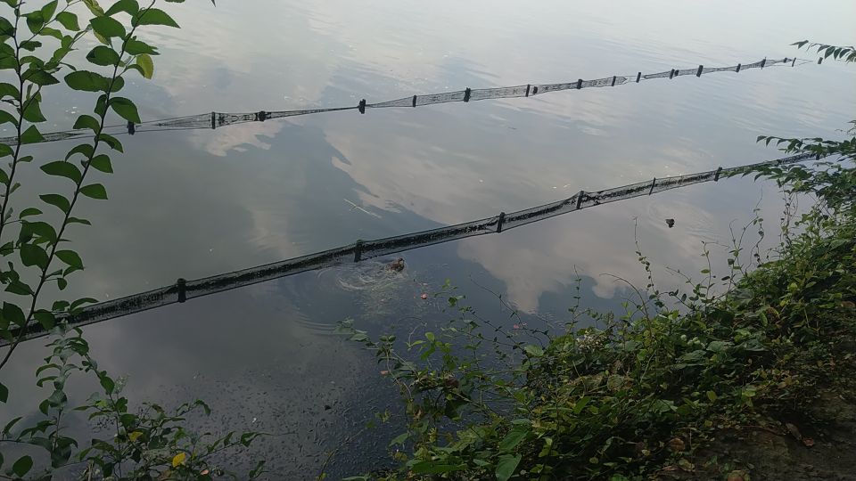 西湖风物志：随处可见的绿果果，老杭州都说是宝贝，竟然免费捡？