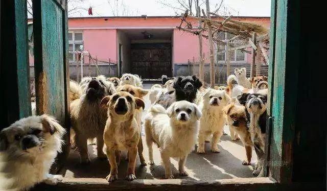 如何有效的避免宠物丢失,家里有小型宠物丢失怎么办