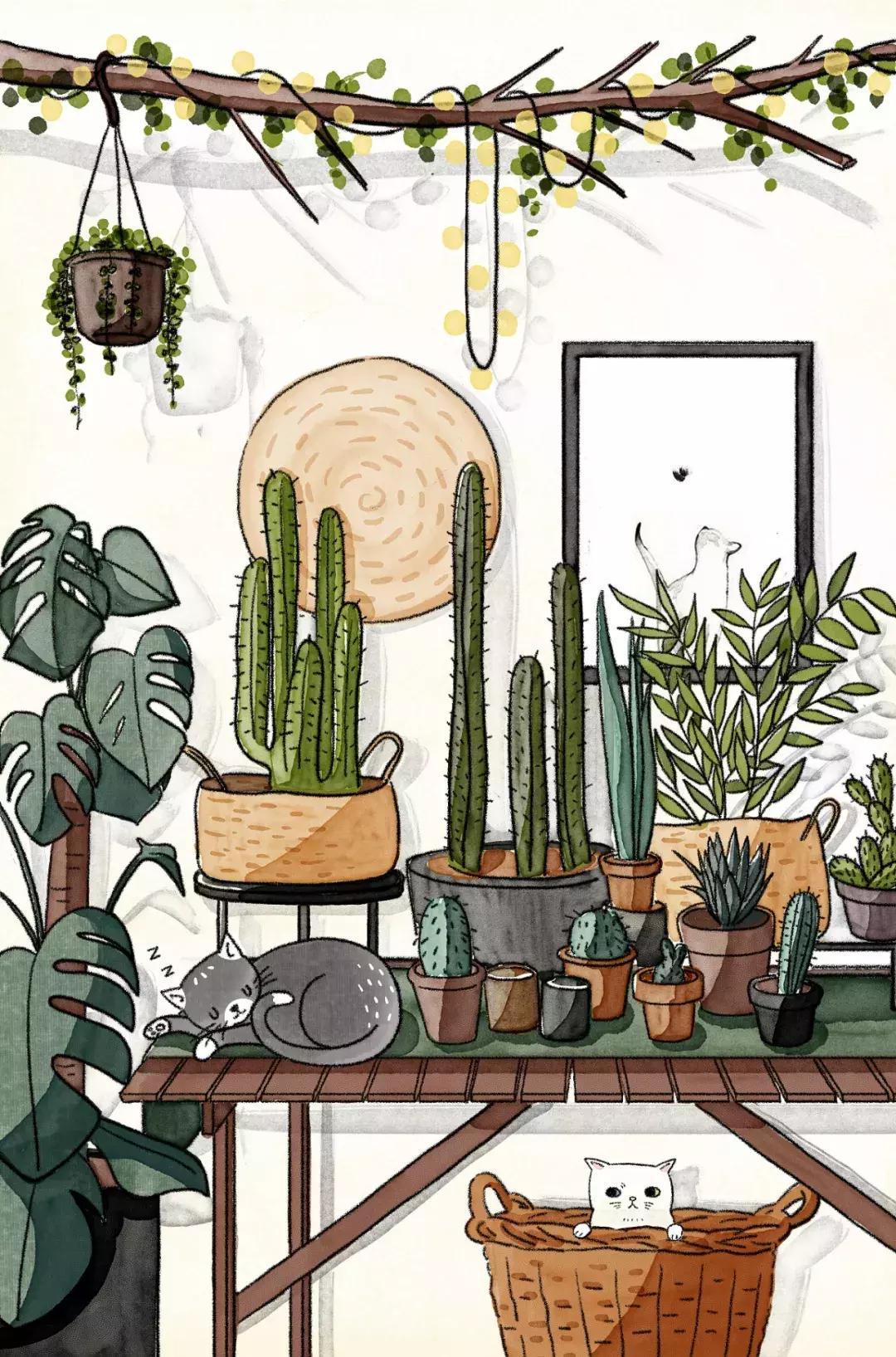 年轻人为什么喜欢养多肉,为什么新手小白养不好多肉