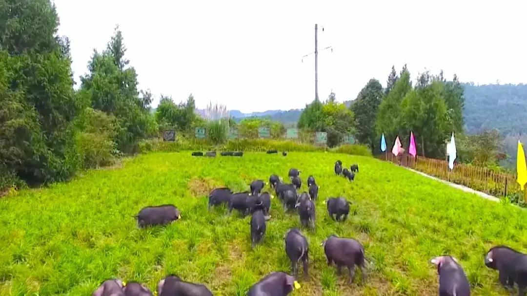 今天，我要夸夸我的通江