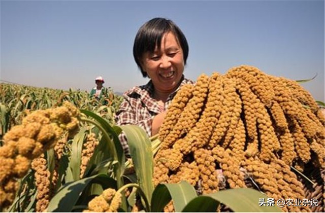 有机稻米的种植方法,有机大米的种植方式
