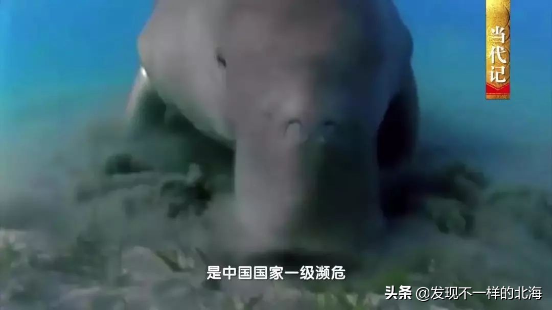 广西合浦是怎么样的?央视是这样全方位介绍这美丽的珠乡的