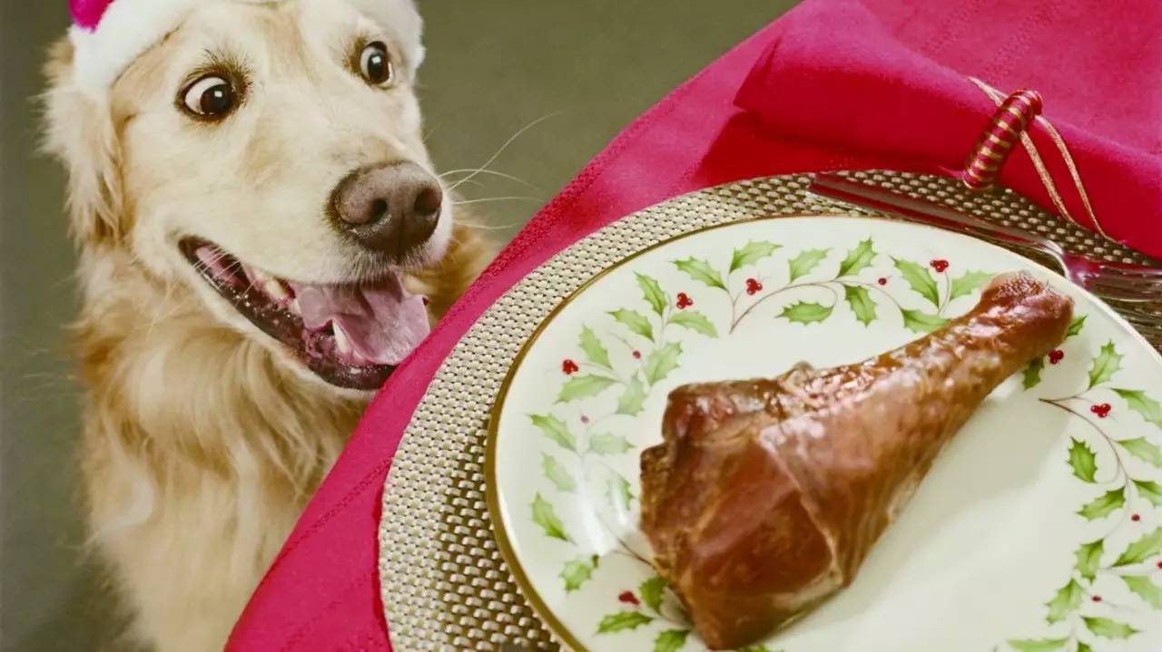 各种犬的性格分析,中型犬性格好的有哪些