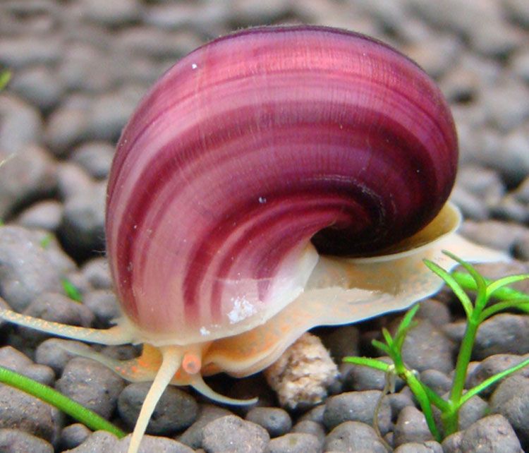 观赏螺养殖方法和注意事项,水温15度适合养什么鱼和观赏螺