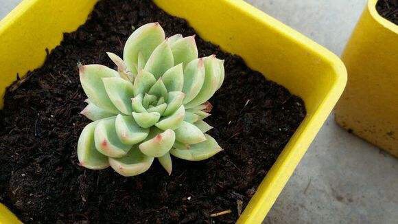 盆栽泥土有虫子怎么办？4个“方法”彻底消灭，花疯长，健康茂盛