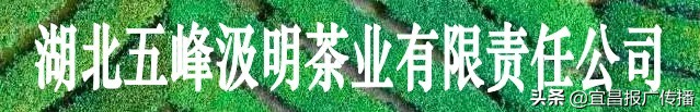 助茶农渡难关，宜昌春茶“百圆惠”上市