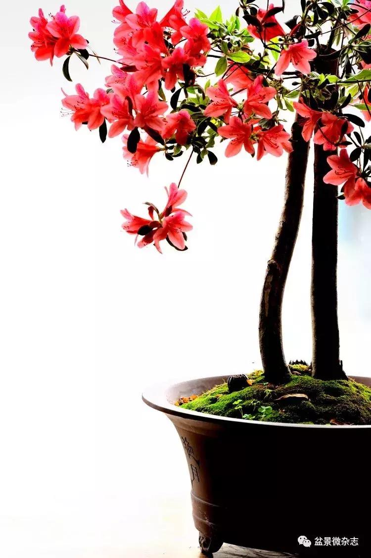 盆景艺术欣赏视频大全,盆景万象盆