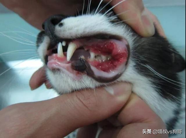 猫咪吞咽困难是口炎吗,猫咪出现吞咽困难是狂犬病吗