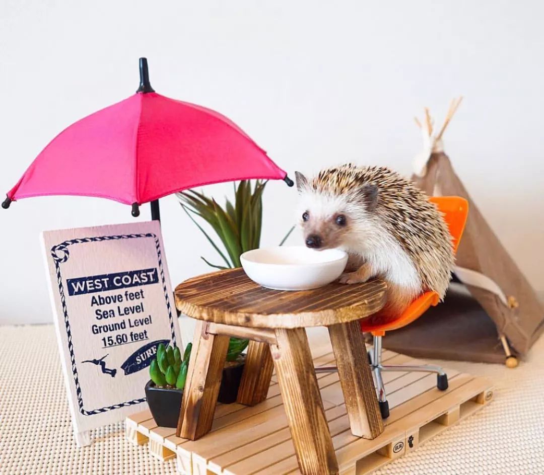 养一只戏精宠物是什么体验,养了一只小狐狸是什么体验