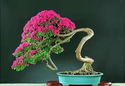 三角梅盆景制作教程,什么品种的三角梅适合制作成盆景