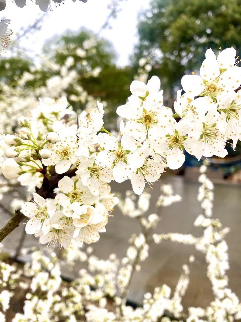 春花鉴赏指南大全,春花哪种最好