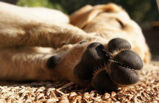 狗狗为什么要断甲,狗狗什么情况下需要断甲