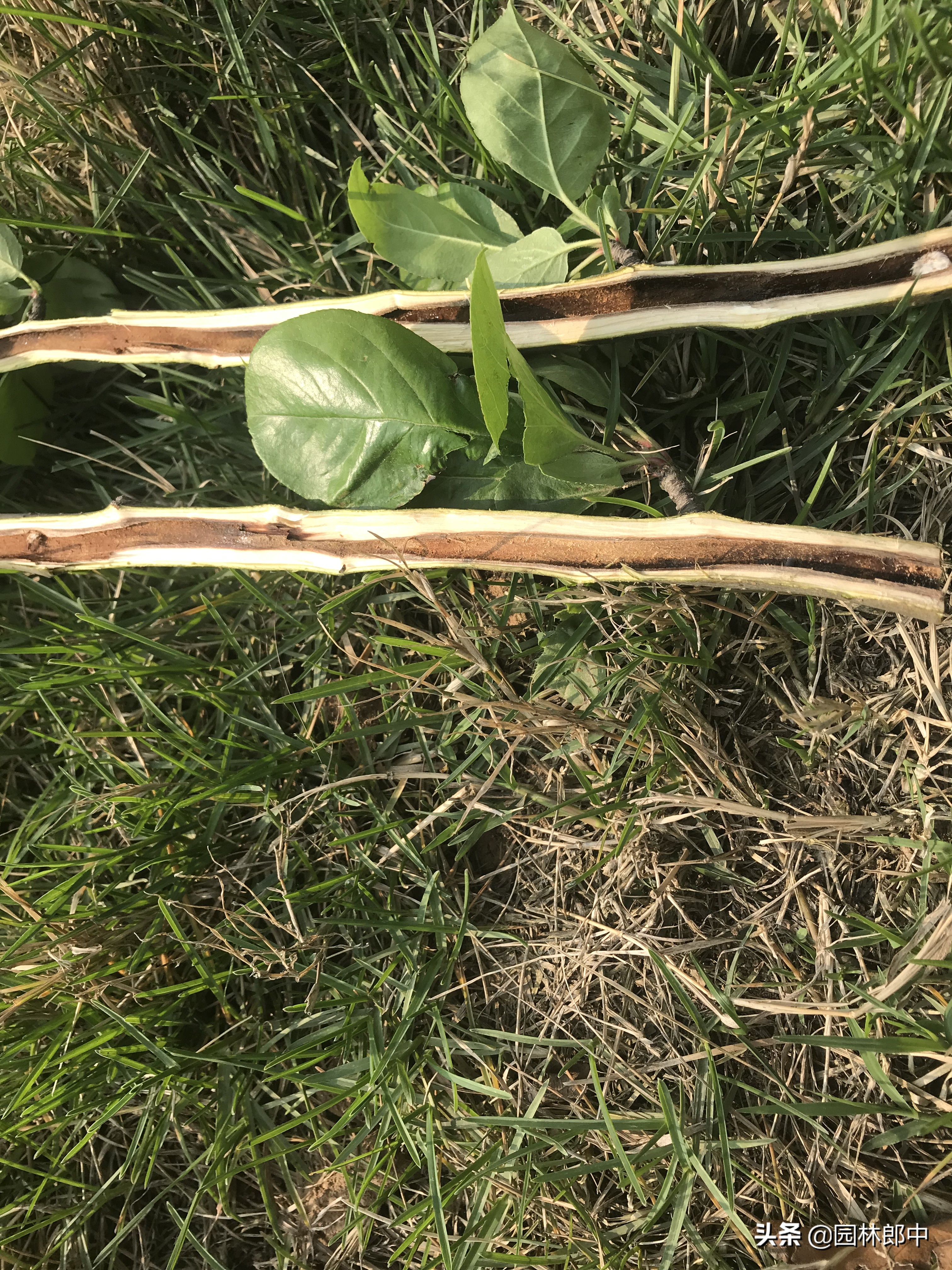 海棠树没花苞是怎么回事,海棠树最怕什么