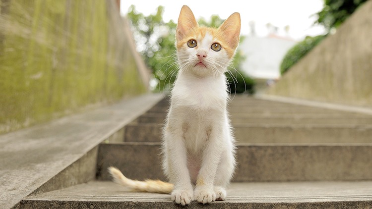 猫咪生病了用什么草药,猫咪提高免疫力药品