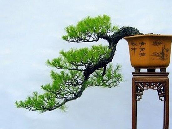 玩盆景看懂这8幅图,迎客松盆景和悬崖盆景哪个好看