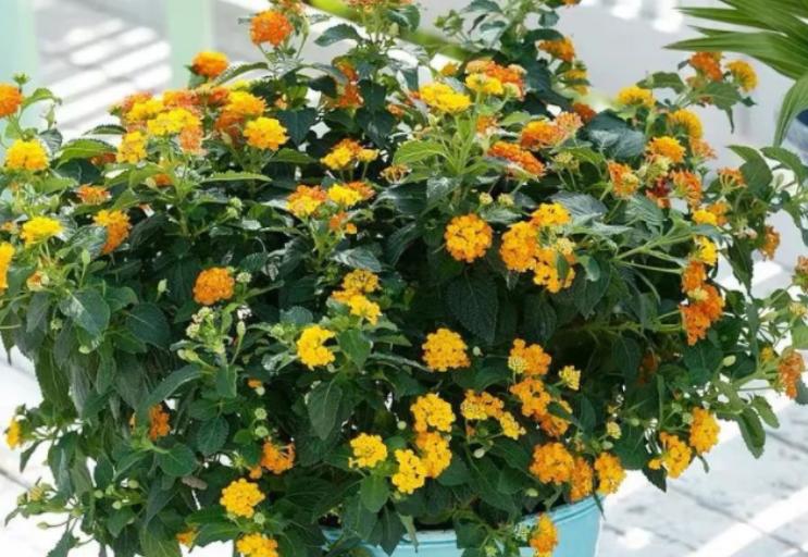 新手如何养好花卉,新手盆栽花怎么养