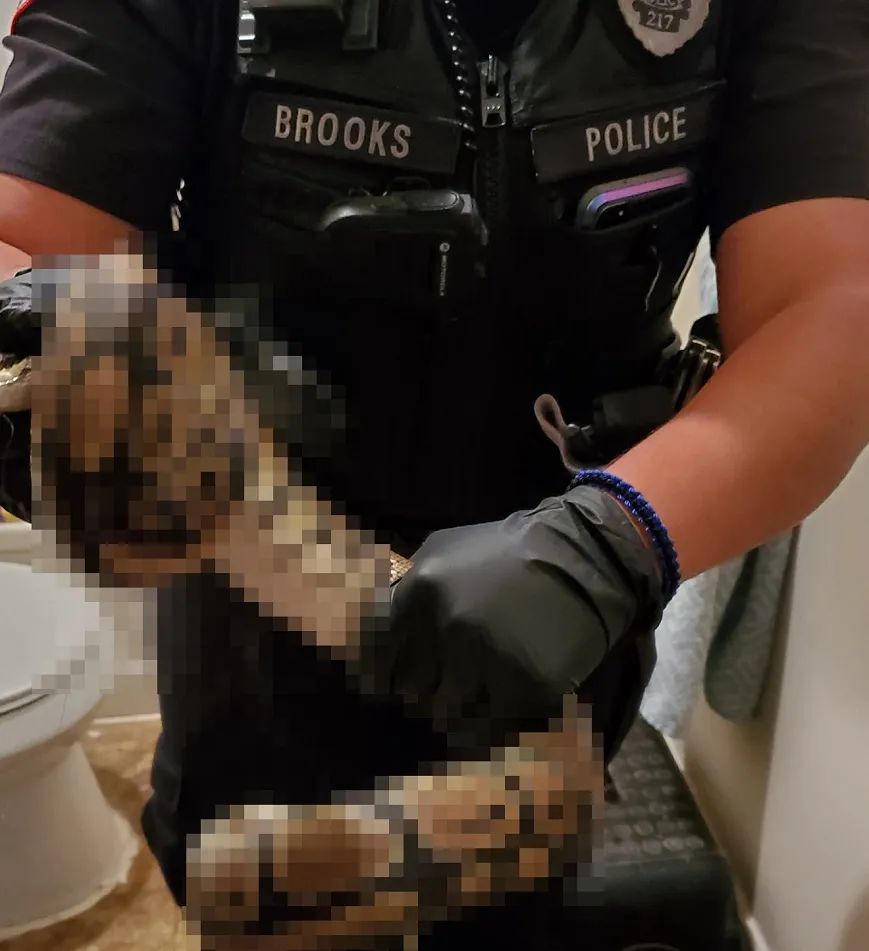 蟒蛇在厕所里不会被淹死吗,上厕所发现蛇钻进眼睛