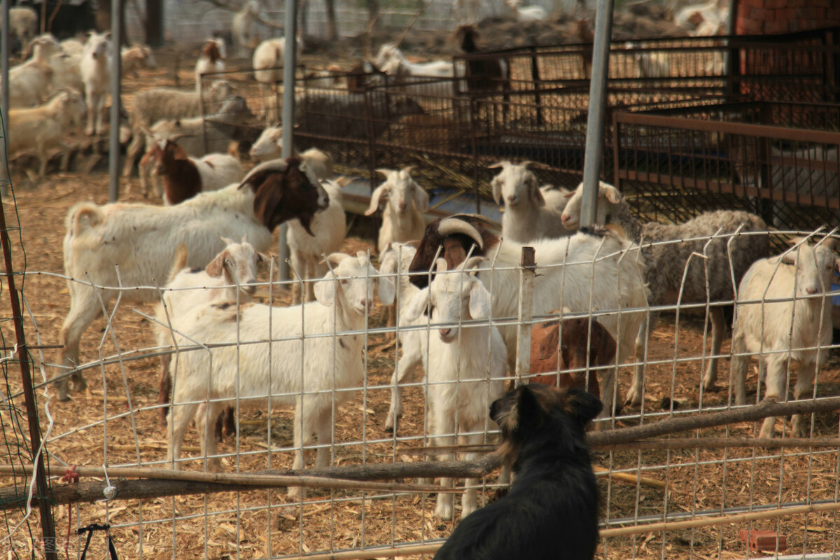 尿素养羊最佳方法,养羊喂尿素