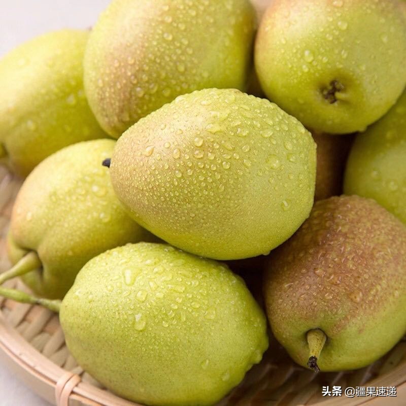 香酥梨和库尔勒梨的区别,阿克苏梨和库尔勒梨区别