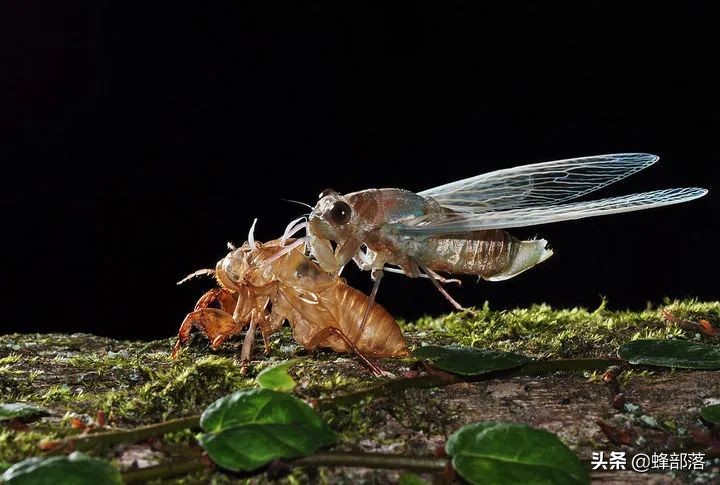 野生冬虫夏草市场,冬虫夏草一斤2000条的价格