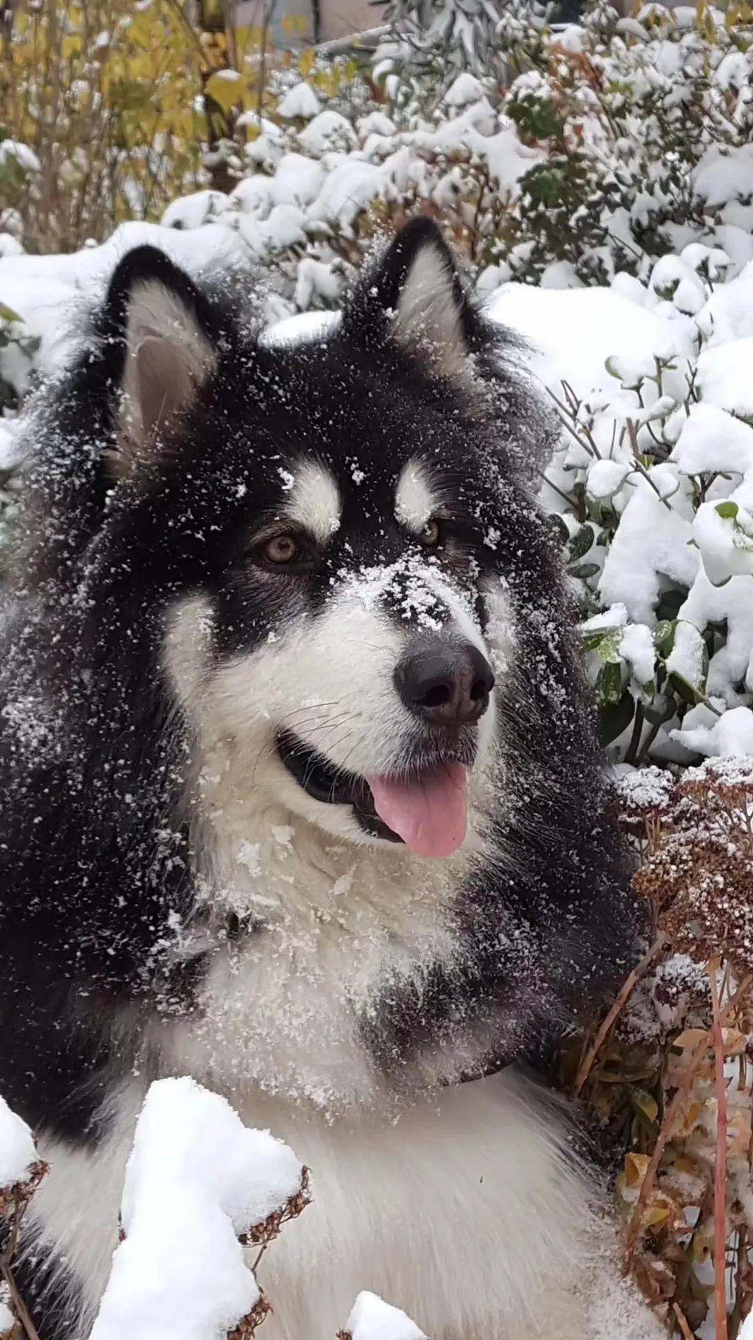 狗的自述马克吐温,狗的自述400字
