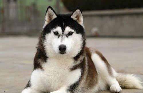 喜欢咬人的十大狗狗,咬人的宠物狗可以养吗