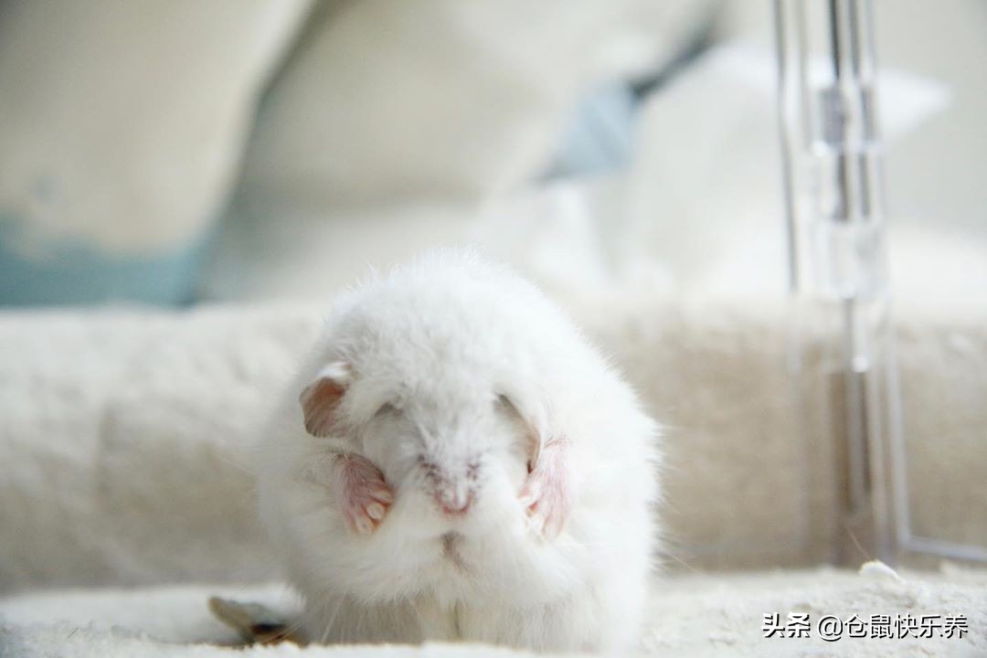 仓鼠并非邋遢宠物，为获得饲主宠幸，洗脸理毛鼠鼠每天都会做