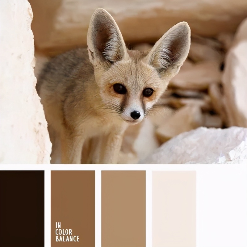 动物配色大全视频,配色的设计灵感