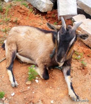 羊流鼻涕眼屎多的原因,羊眼屎多