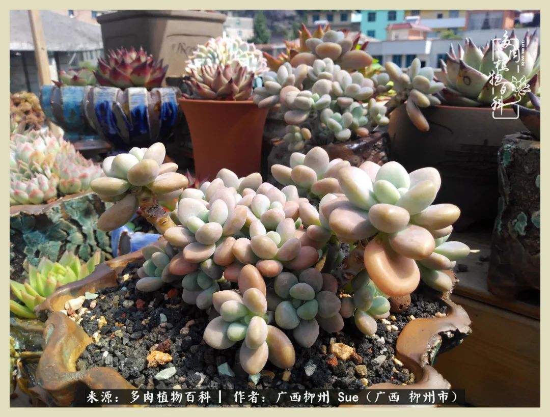 艳阳高照凉爽贵州,我要勤快地捕捉美好!(二)