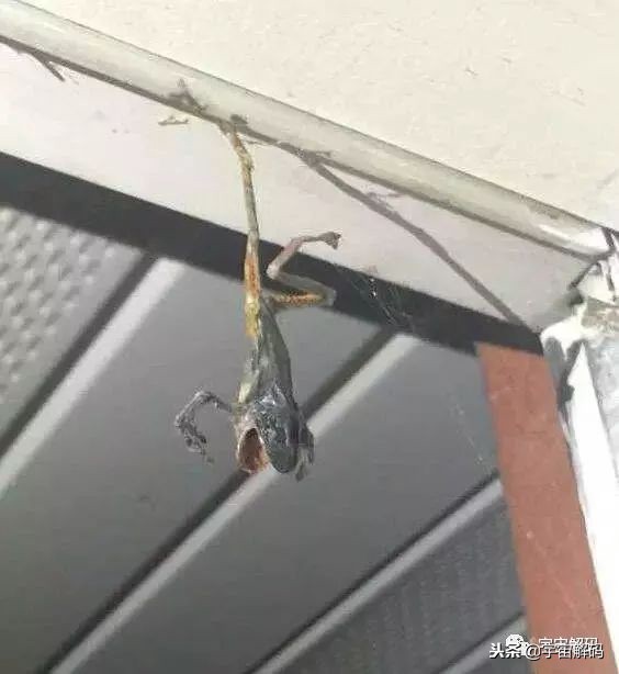 15张照片证明蜘蛛才是地球上最恐怖的生物