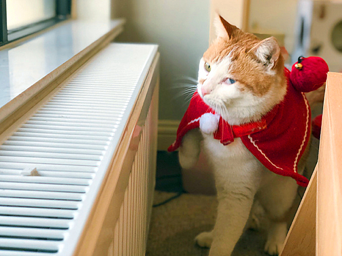 猫咪体外除虫会不会在家里,给猫咪洗澡能杀死跳蚤吗