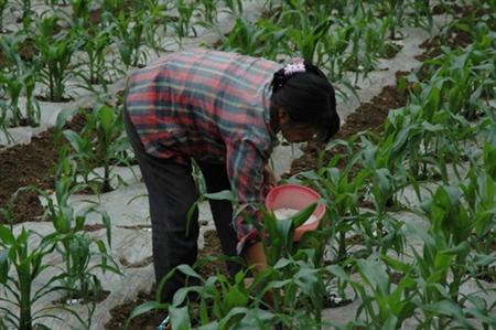 粘玉米怎么种植好吃,粘玉米种植新技术视频