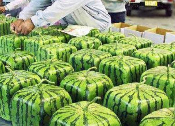 2019CDCC日本探营系列｜数据中心的“高富帅”：STNetpowerico