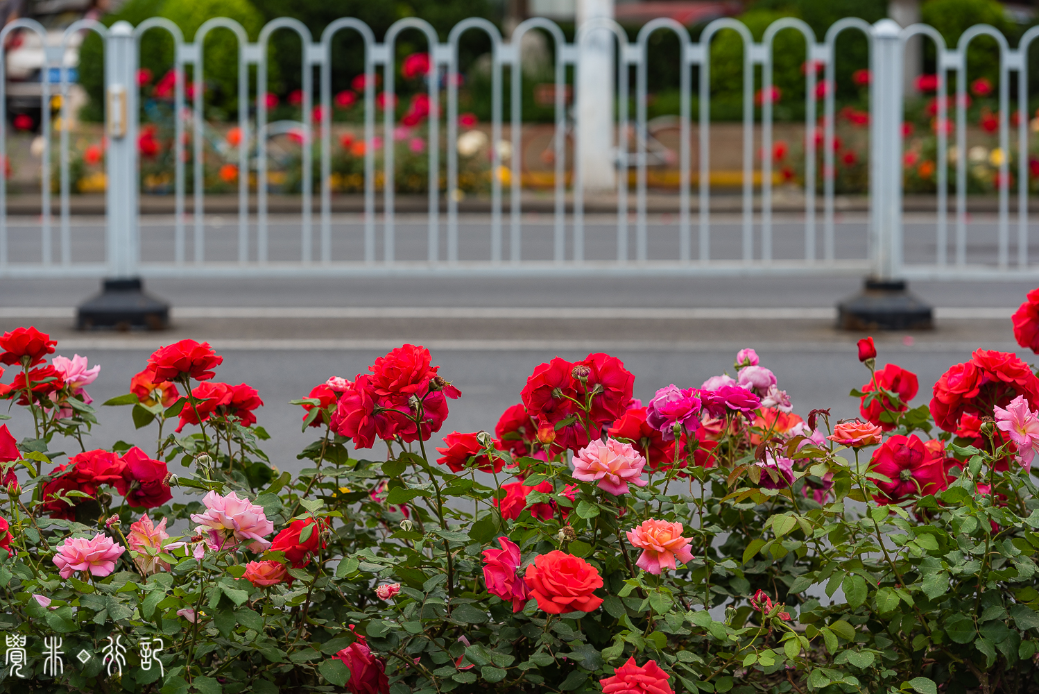 月季花中国特有品种,从中国运到欧洲的四种月季