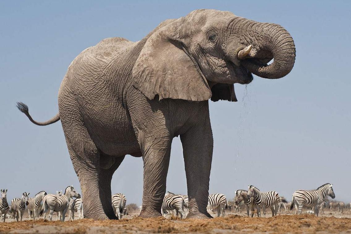 十大珍稀皮料,珍稀皮革