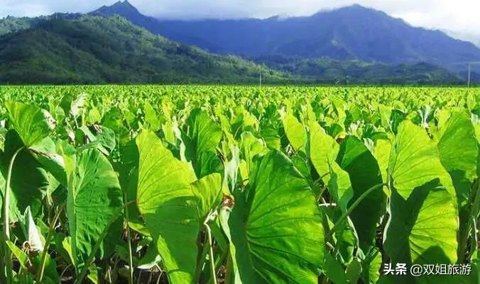 云南可口的古滇美食推荐,分享云南美景美食