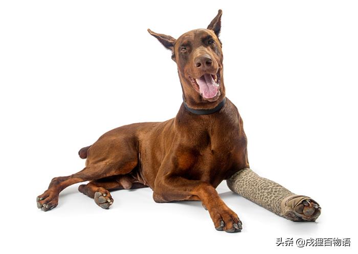 哪些狗狗遭遇了不好的事情,那些年狗狗生过的病