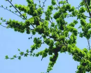 一种野菜治一种病，还能养颜瘦下10斤！为了家人，赶紧收藏！