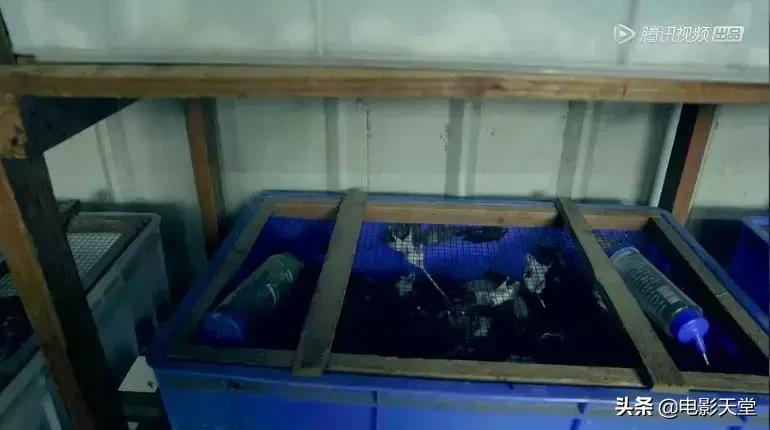 购买毒宠成瘾，甚至为此险些丧命，这是什么奇葩欲望？