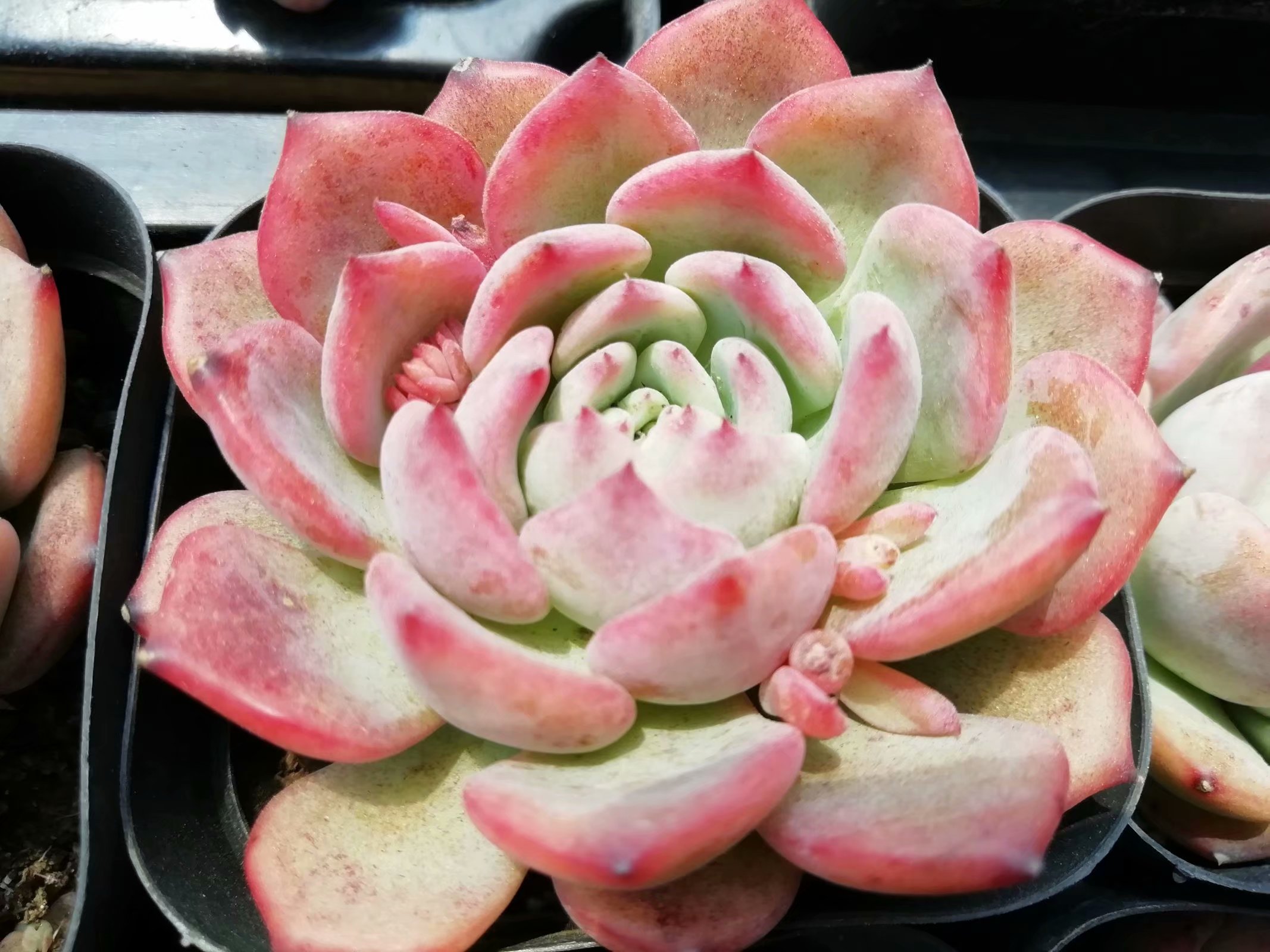 多肉养出状态来有多美?这102种多肉控养上色之后美呆了